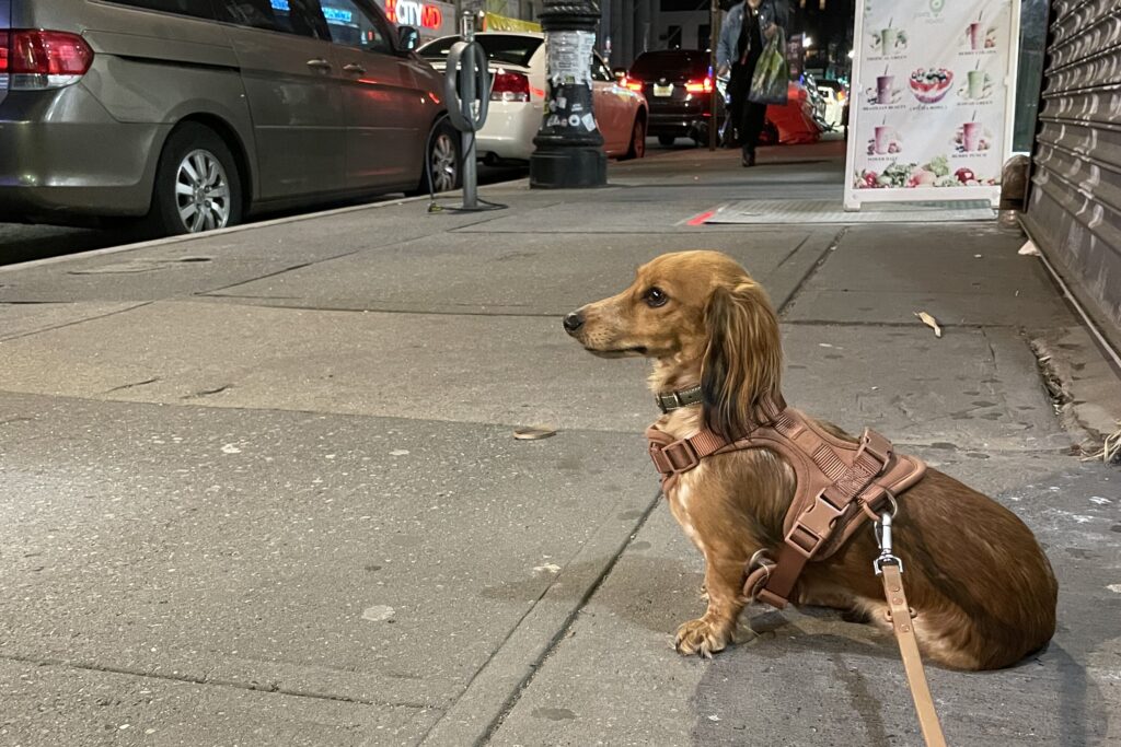 About brown dachshund
